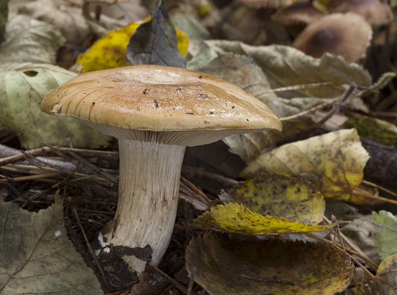 Cortinarius olidoamarus